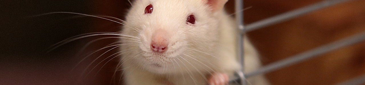 Глюкокортикоиды у беременных мышей приводят к стойкому снижению иммунитета у потомства