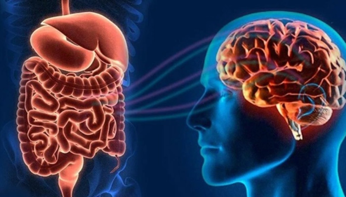 Связь кишечника с мозгом: 3 жирные кислоты могут быть связаны с тау-опосредованным повреждением мозга при болезни Альцгеймера