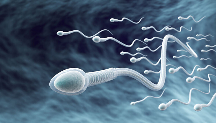 ТЗТ (заместительная терапия тестостероном) и сперматогенез: избавляемся от неграмотных мифов